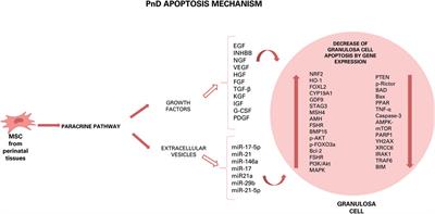 Application of Perinatal Derivatives in Ovarian Diseases